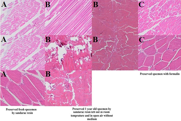 ijfs1013_figure9