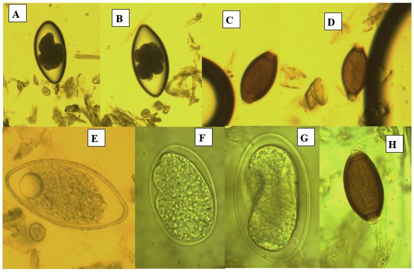 jvsr1009-figure4