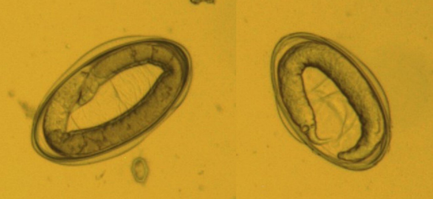 jvsr1009-figure6